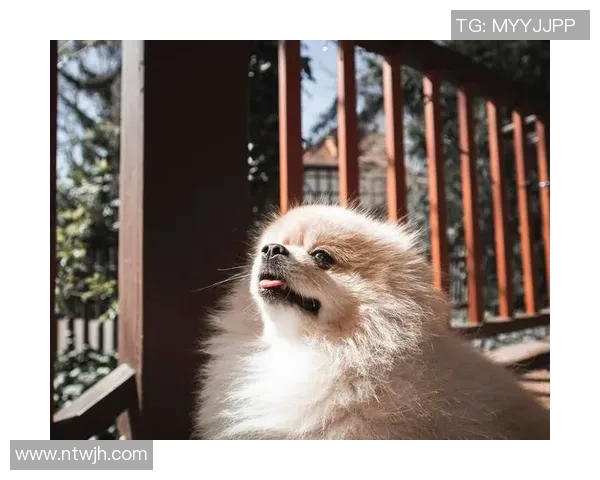 德国足球明星熊猫的传奇故事与绿茵场上的精彩瞬间 德国足球明星熊猫的传奇故事与绿茵场上的精彩瞬间